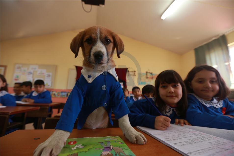 School's mascot dog Findik in Turkey's Tokat