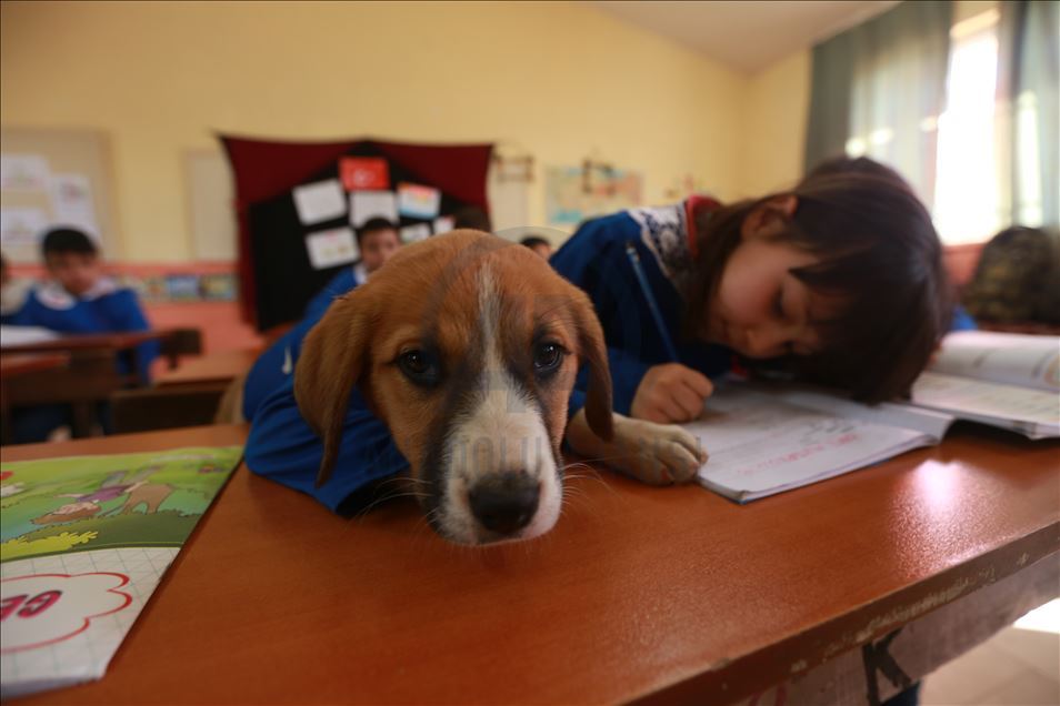School's mascot dog Findik in Turkey's Tokat