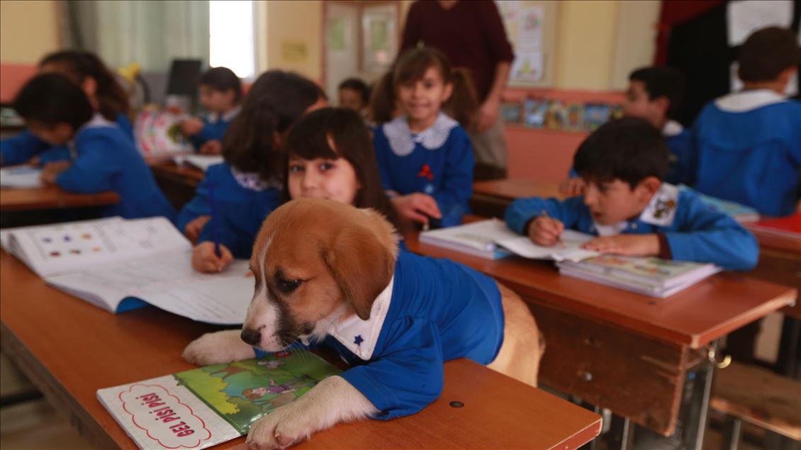 School's mascot dog Findik in Turkey's Tokat