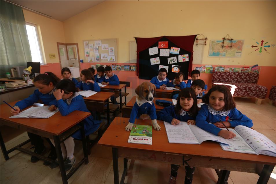 School's mascot dog Findik in Turkey's Tokat