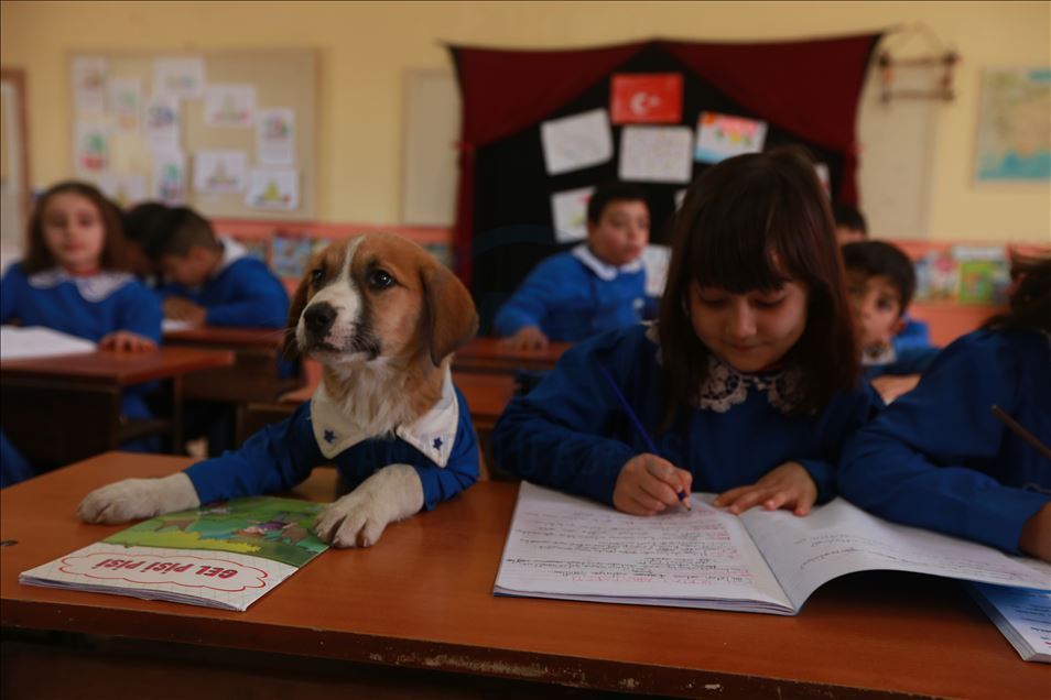 School's mascot dog Findik in Turkey's Tokat