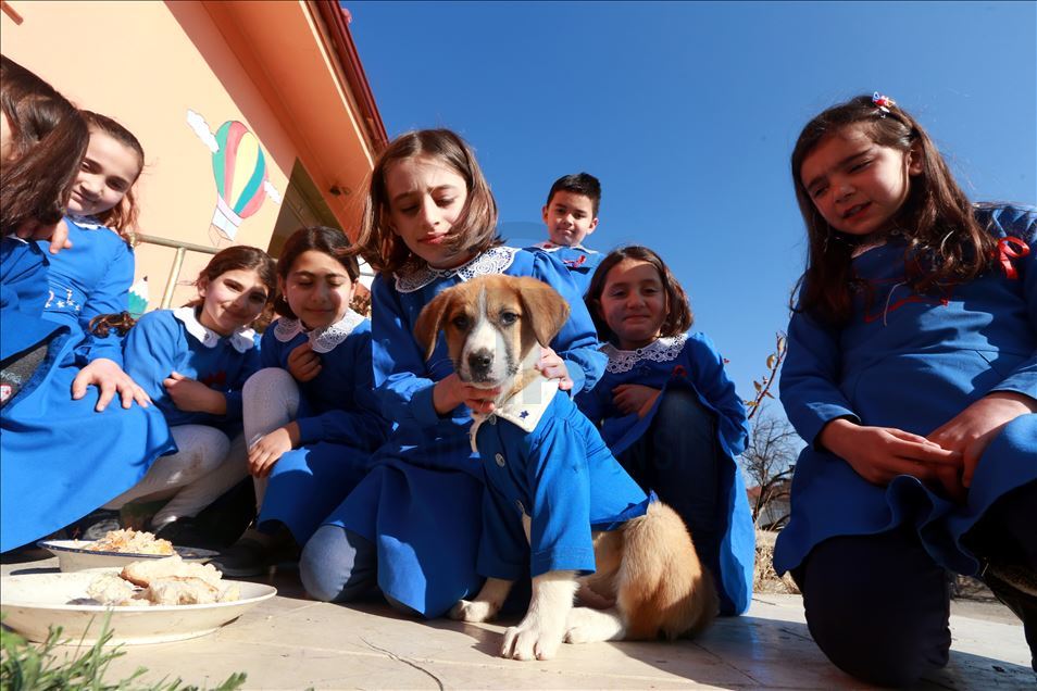 School's mascot dog Findik in Turkey's Tokat