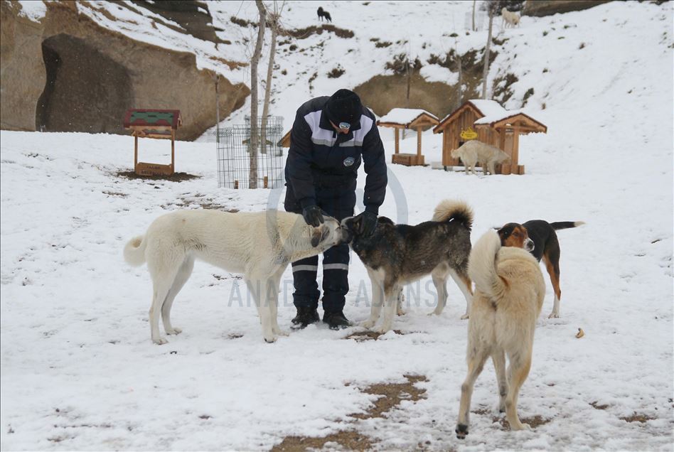 3 bin 500 sokak hayvanına sosyal medyadan sıcak yuva buldular
