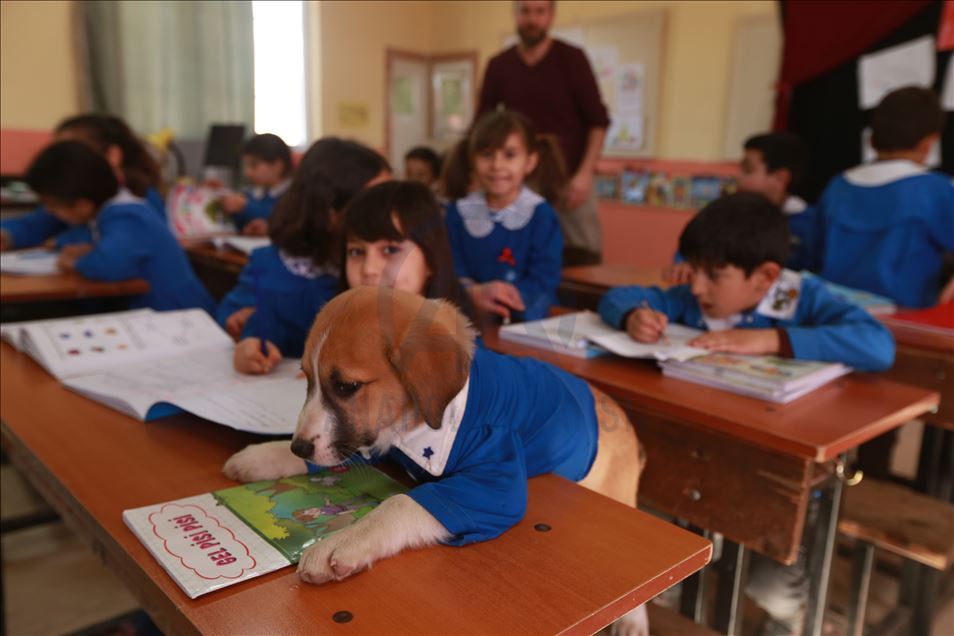 School's mascot dog Findik in Turkey's Tokat