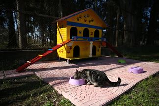 Une société de distribution d’électricité TEIAS offre un toit aux chats de rue.