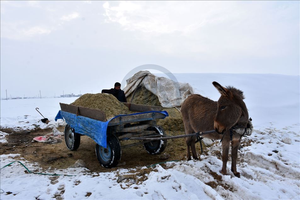 Besiciler hayvanları için kar üstünde eşek arabası ve kızakla yem taşıyor