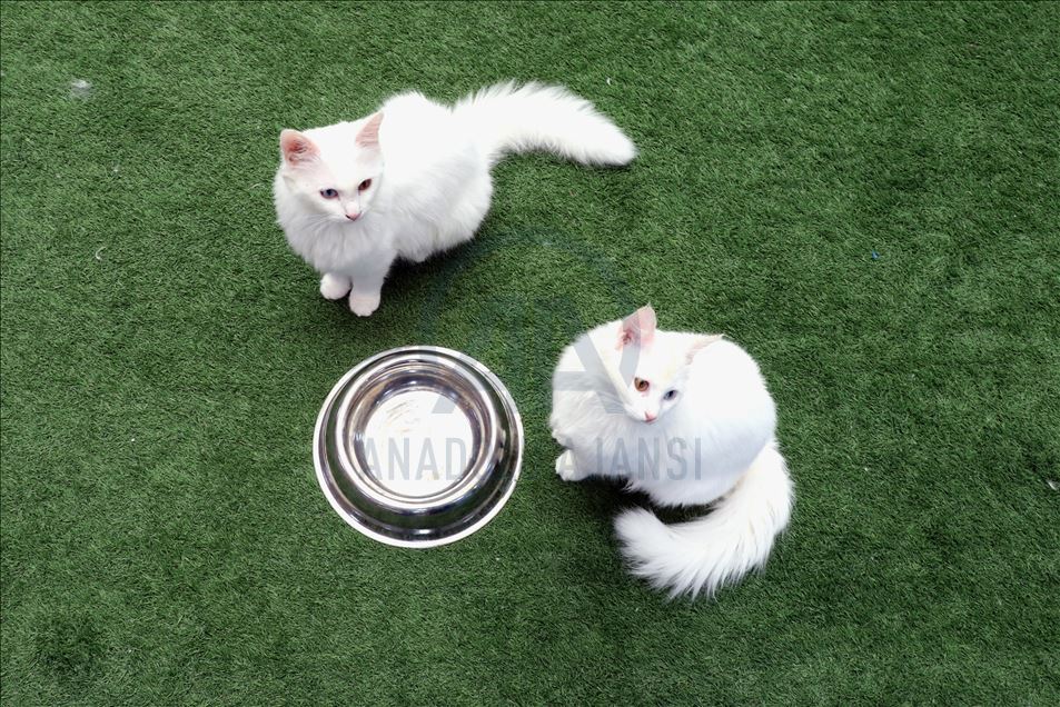 Van cats