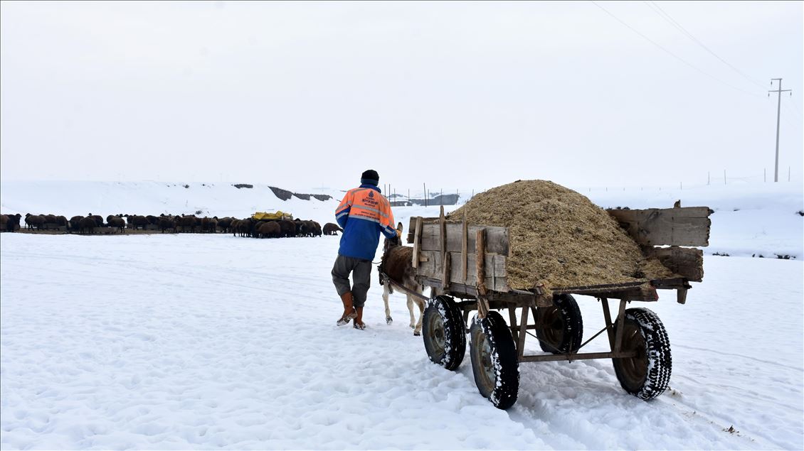 Besiciler hayvanları için kar üstünde kızak ve eşek arabasıyla yem taşıyor