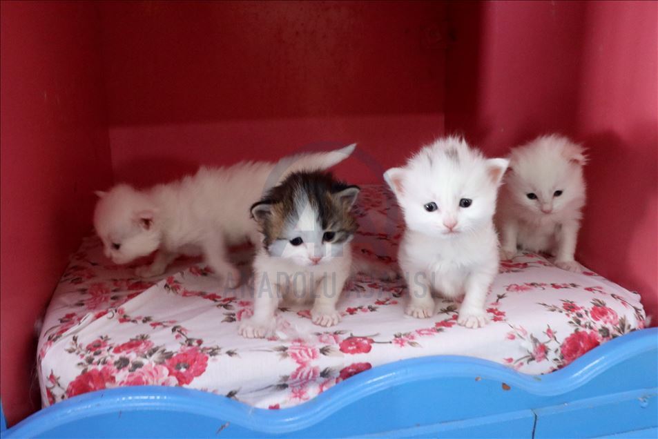 Van cats