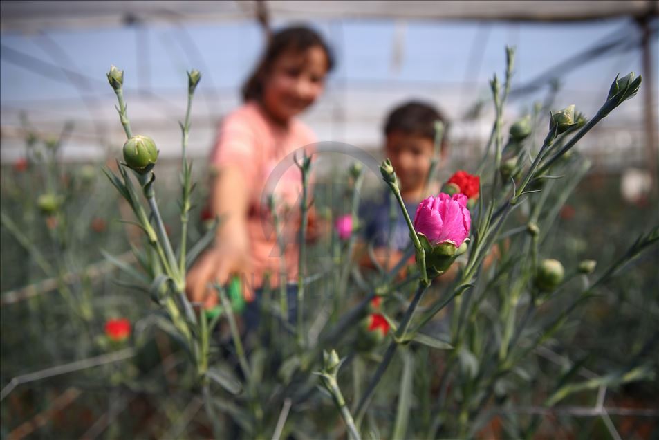 Türk çiçeği 50 ülkenin kadını için hazırlanıyor