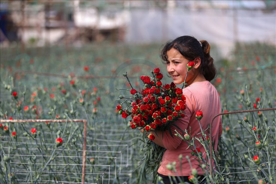 Türk çiçeği 50 ülkenin kadını için hazırlanıyor