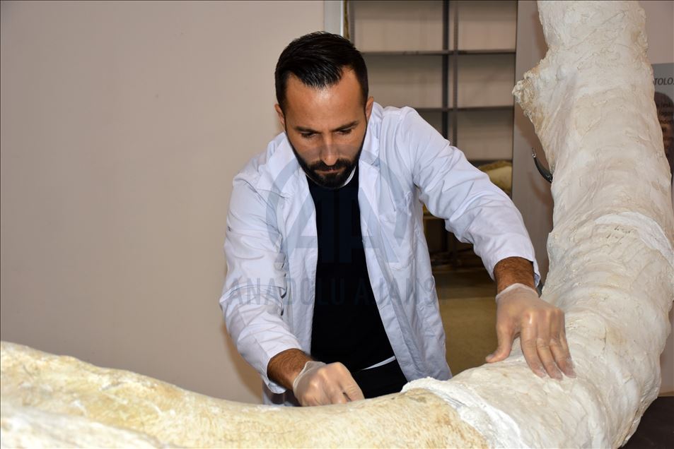 عمرها ملايين الأعوام.. اكتشاف أحافير نادرة في قيصري التركية