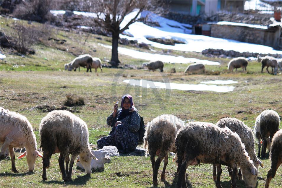 Oğlu ile Toroslar'da koyun sürüsü otlatan kadın ailesinin geçimini sağlıyor