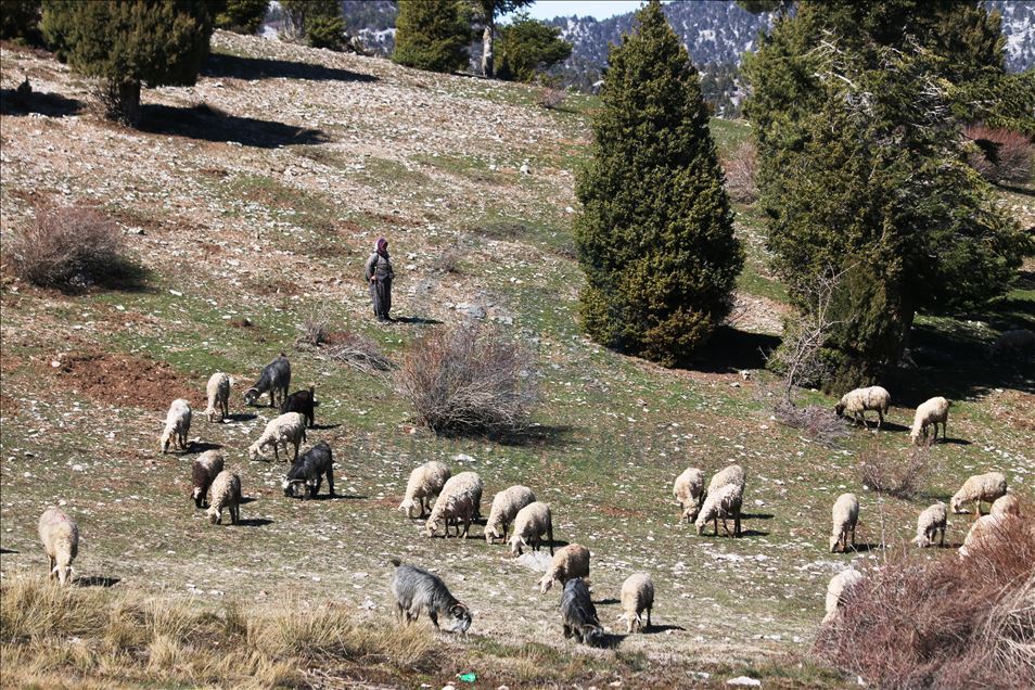 Oğlu ile Toroslar'da koyun sürüsü otlatan kadın ailesinin geçimini sağlıyor