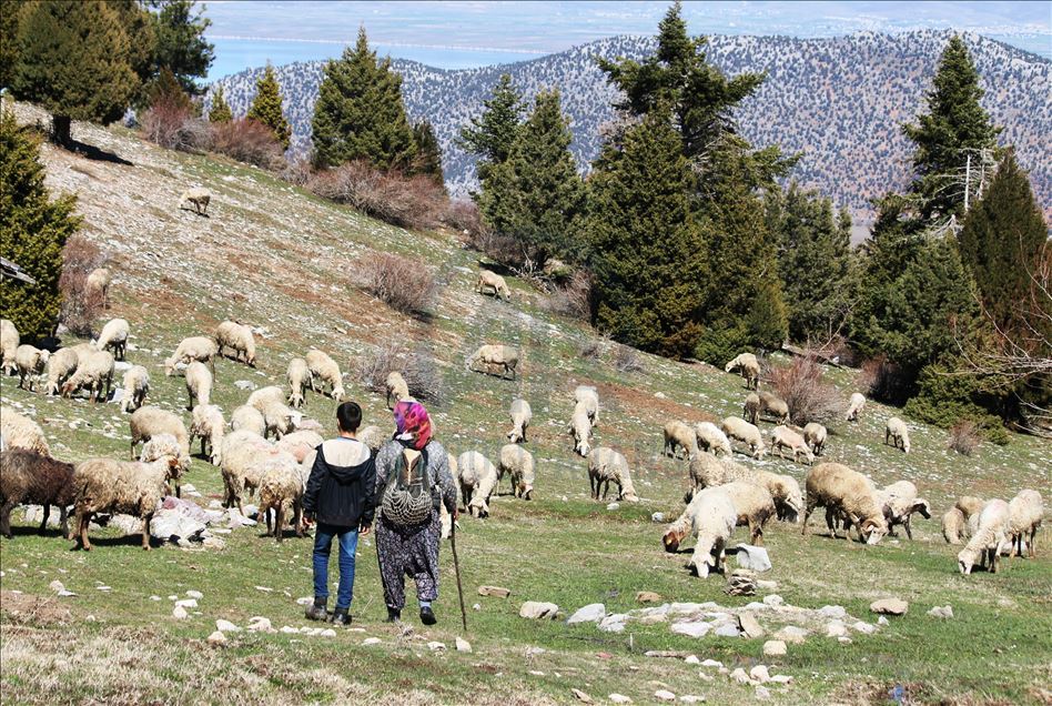 Oğlu ile Toroslar'da koyun sürüsü otlatan kadın ailesinin geçimini sağlıyor