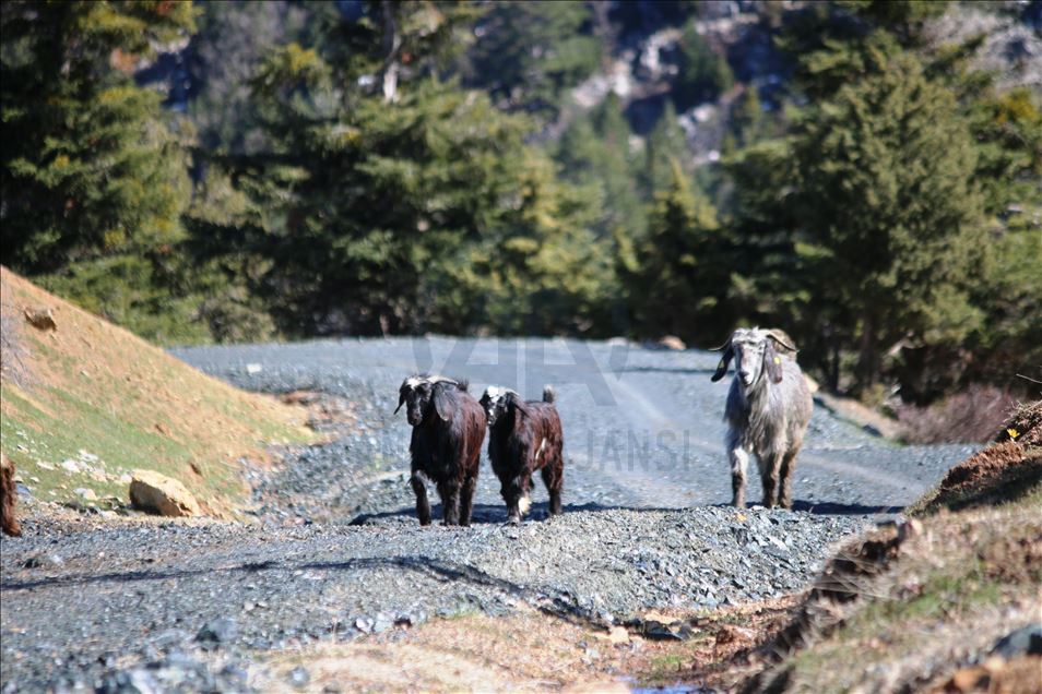 Oğlu ile Toroslar'da koyun sürüsü otlatan kadın ailesinin geçimini sağlıyor