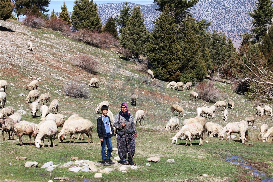 Oğlu ile Toroslar'da koyun sürüsü otlatan kadın ailesinin geçimini sağlıyor