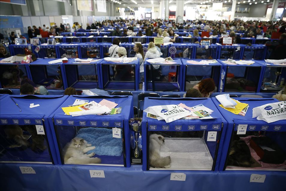 International Cat Show "Catsburg" in Moscow
