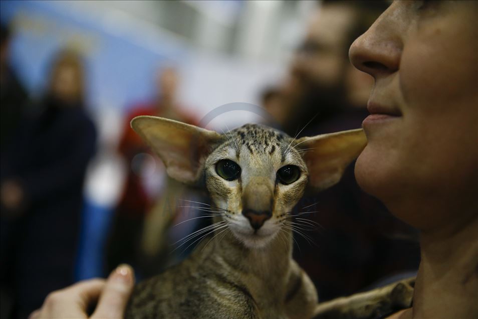 International Cat Show "Catsburg" in Moscow
