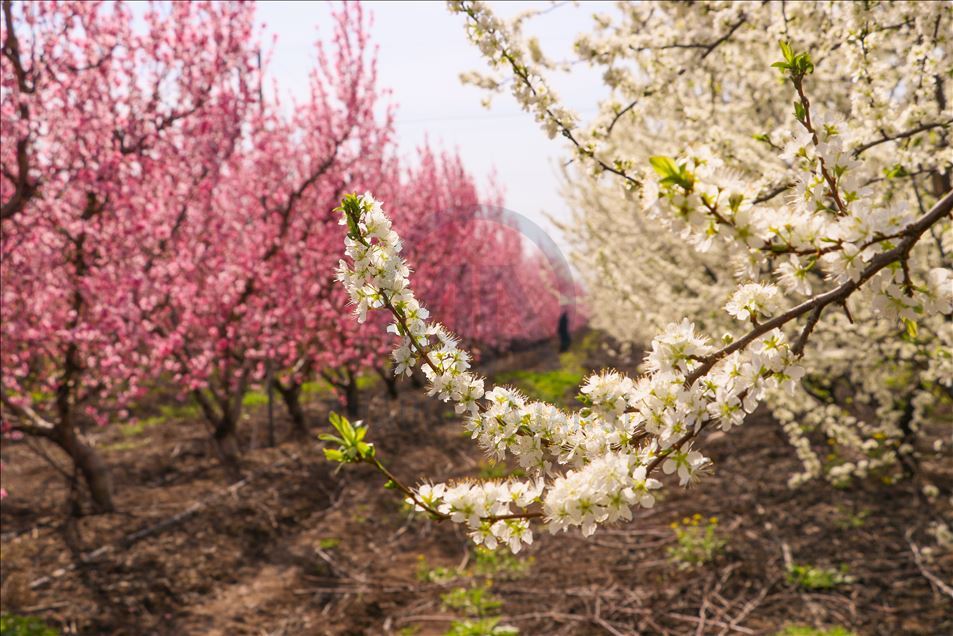 Colorful trees of Amik Plain - Anadolu Ajansı