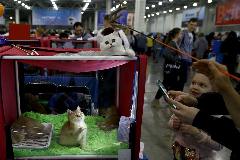 International Cat Show "Catsburg" in Moscow
