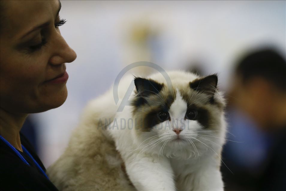 International Cat Show "Catsburg" in Moscow
