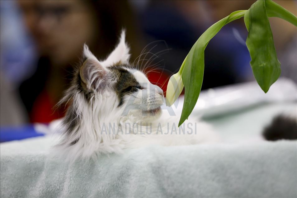 International Cat Show "Catsburg" in Moscow
