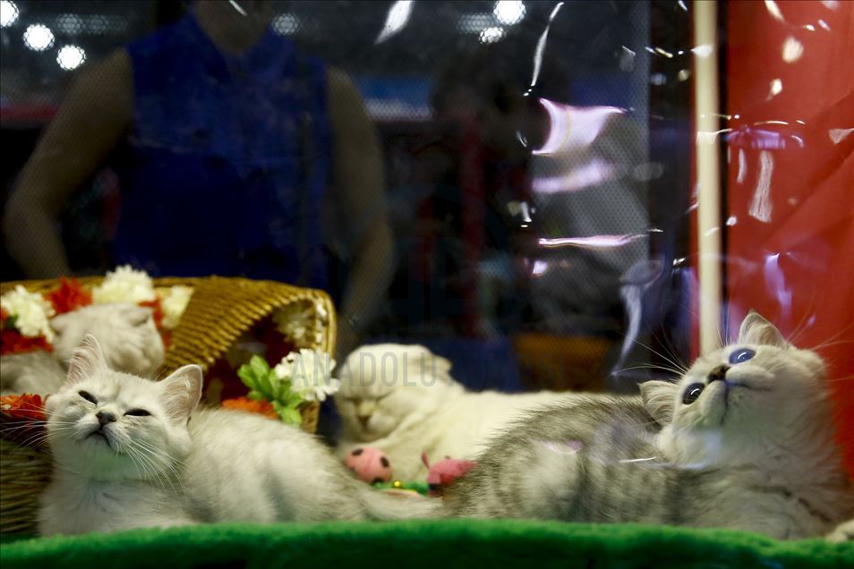 International Cat Show "Catsburg" in Moscow
