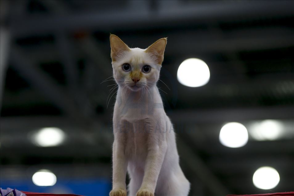 International Cat Show "Catsburg" in Moscow
