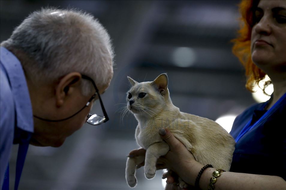 International Cat Show "Catsburg" in Moscow
