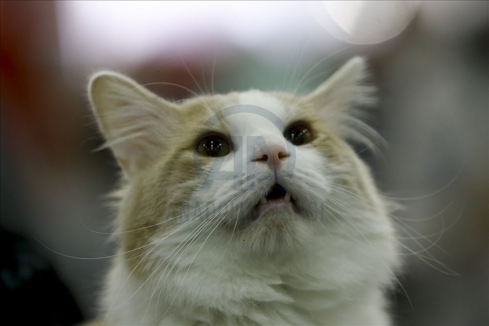 International Cat Show "Catsburg" in Moscow
