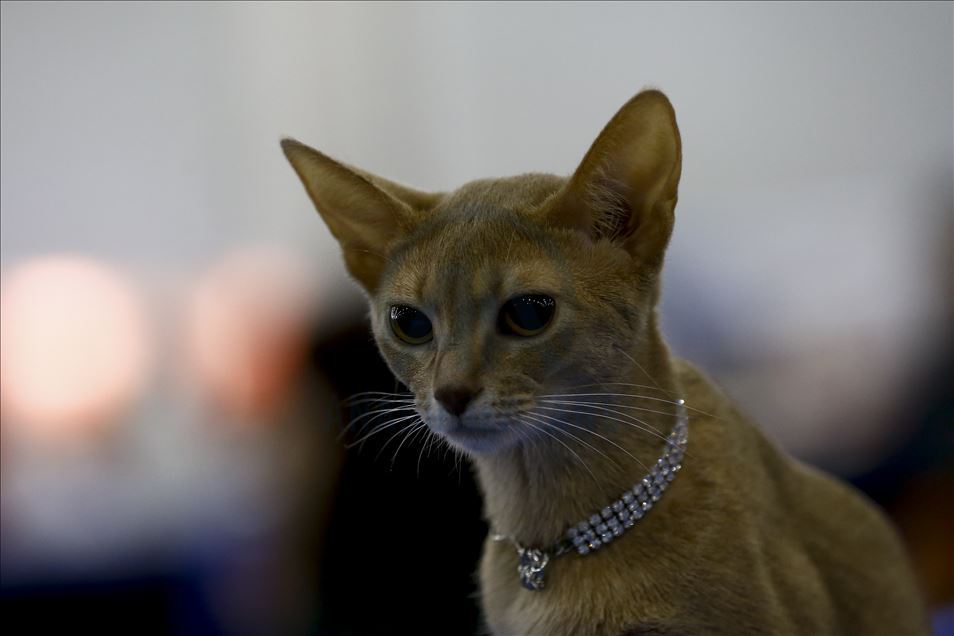 International Cat Show "Catsburg" in Moscow
