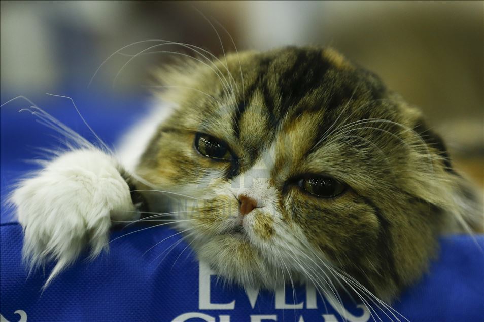 International Cat Show "Catsburg" in Moscow
