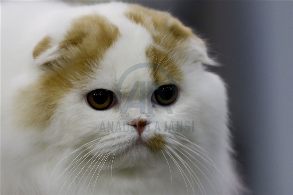 International Cat Show "Catsburg" in Moscow

