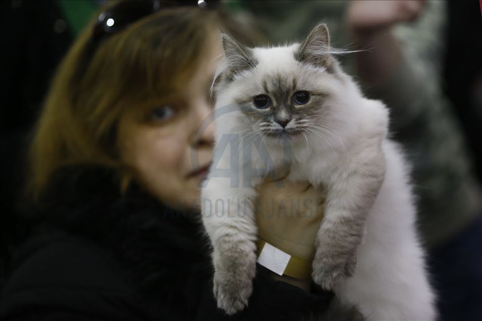 International Cat Show "Catsburg" in Moscow
