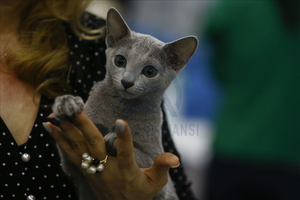 International Cat Show "Catsburg" in Moscow
