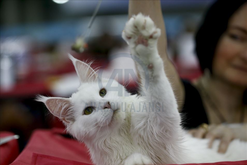 International Cat Show "Catsburg" in Moscow
