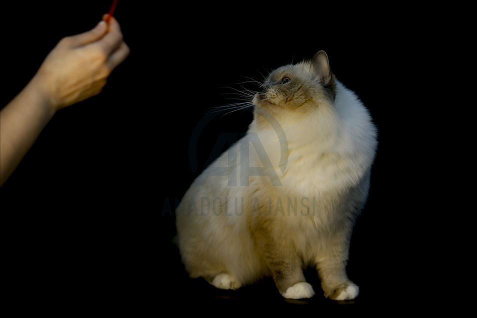 International Cat Show "Catsburg" in Moscow
