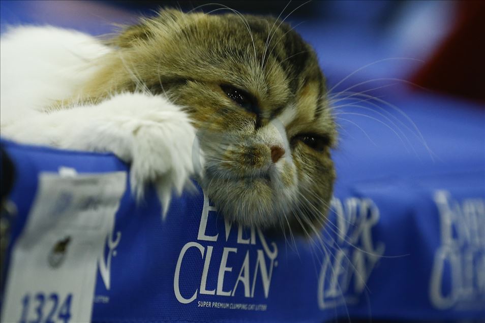 International Cat Show "Catsburg" in Moscow
