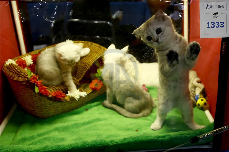 International Cat Show "Catsburg" in Moscow
