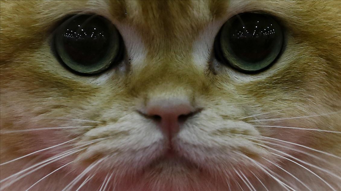 International Cat Show "Catsburg" in Moscow
