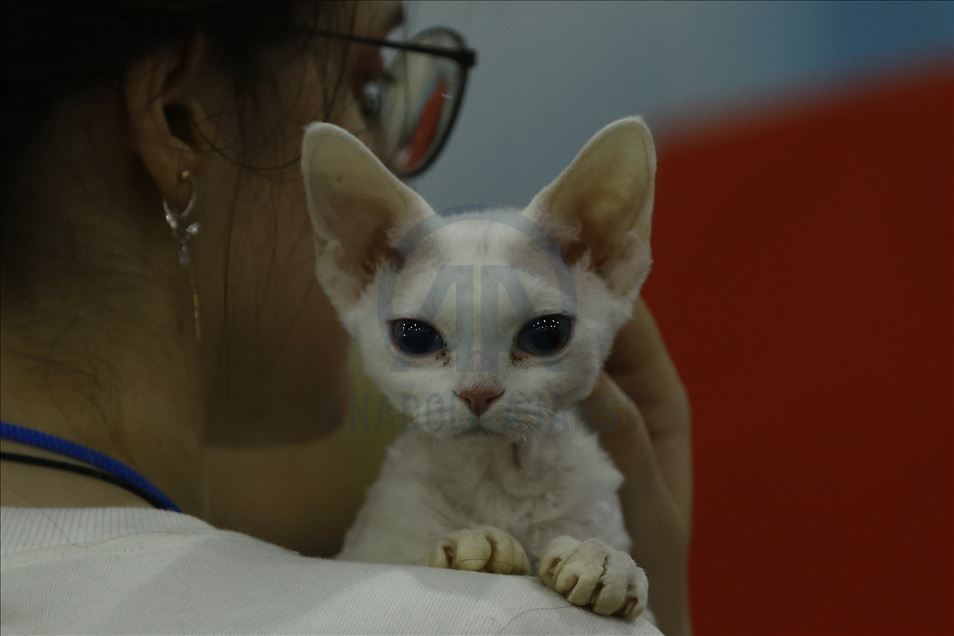 International Cat Show "Catsburg" in Moscow
