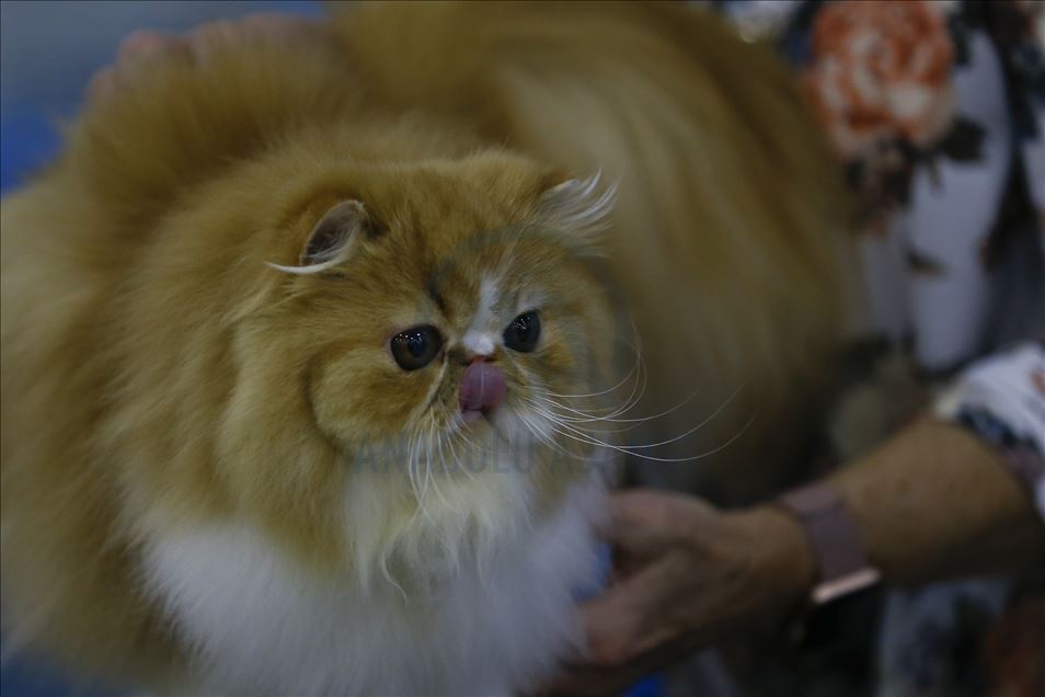 International Cat Show "Catsburg" in Moscow
