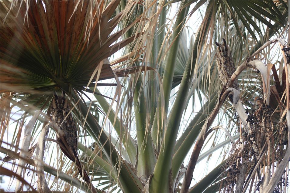"Kulaklı Orman Baykuşu" Şanlıurfa'da görüntülendi