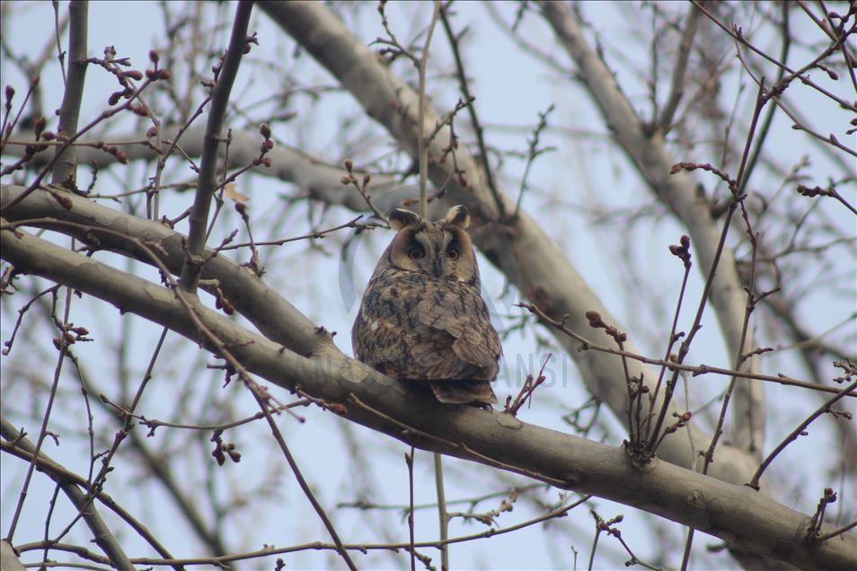 "Kulaklı Orman Baykuşu" Şanlıurfa'da görüntülendi