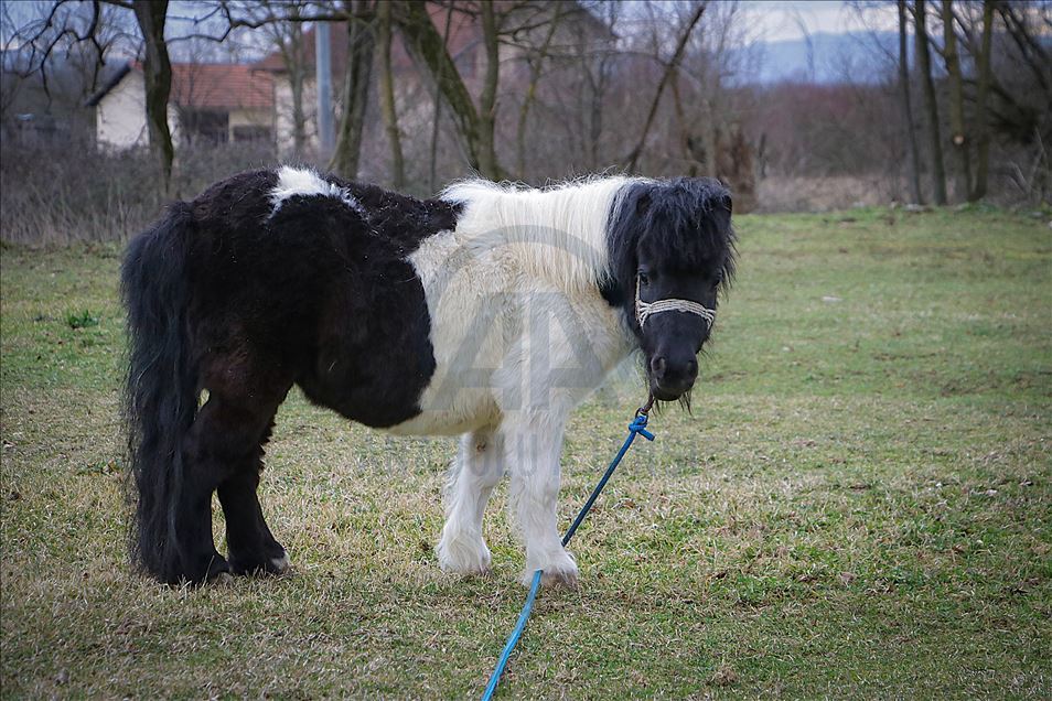 Poniji Bore Klincova atrakcija u gradiškom selu Elezagići