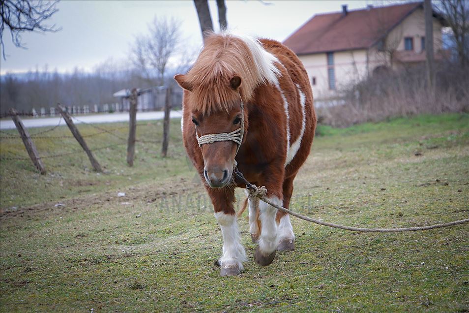 Poniji Bore Klincova atrakcija u gradiškom selu Elezagići