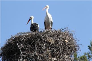 Turquie : Beyşehir, l’endroit le plus convoité par les cigognes. Ces oiseaux s'installent en colonies à “les collines et vallées” de cigognes sur les rives du lac Beyşehir.