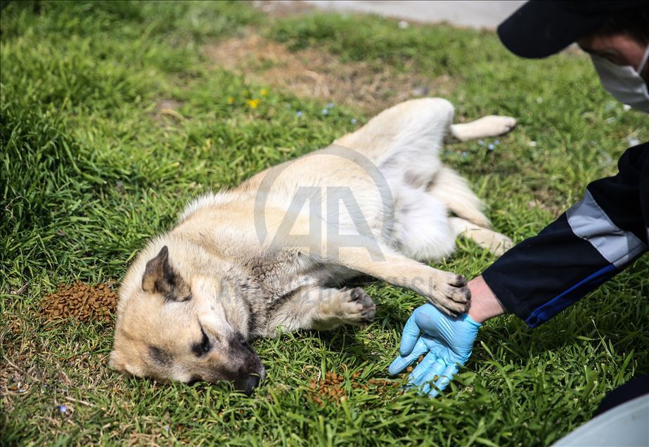 Autoridades turcas cuidan a los animales callejeros en Estambul