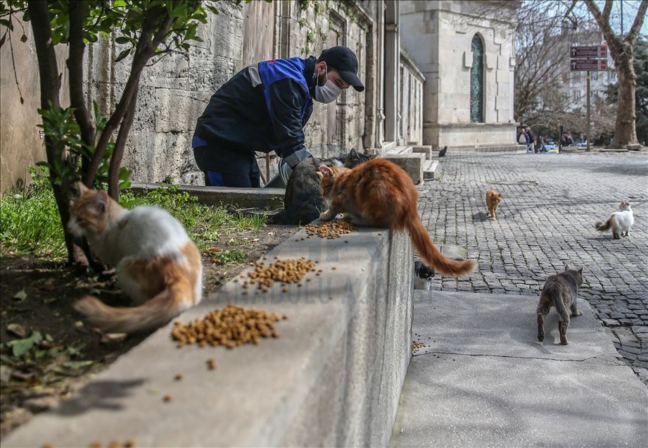 Autoridades turcas cuidan a los animales callejeros en Estambul